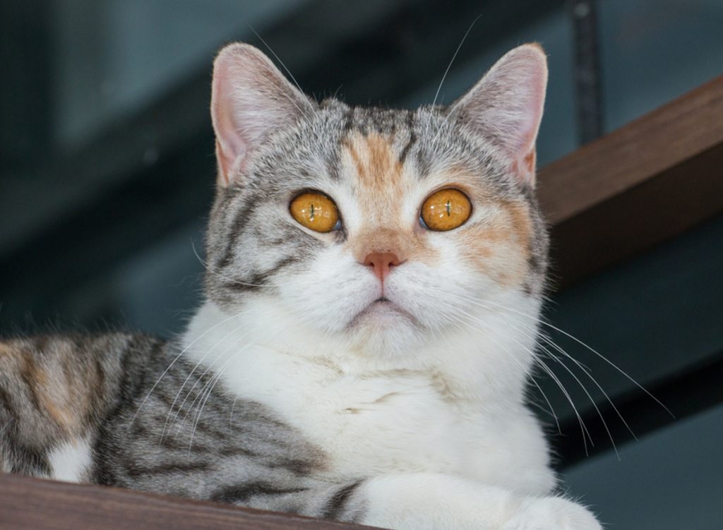 American Wirehair cat