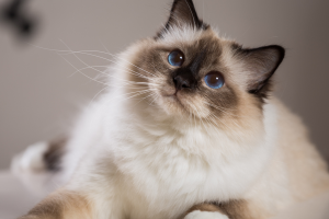 15 Cutest Cat Breeds