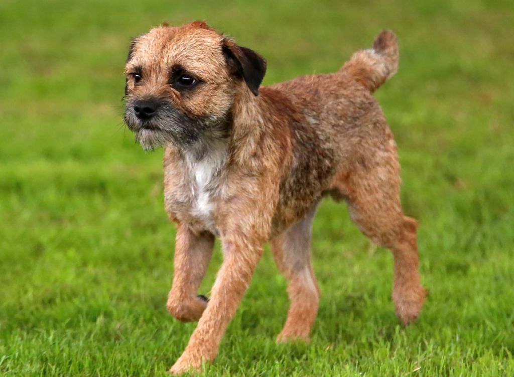 Border Terrier