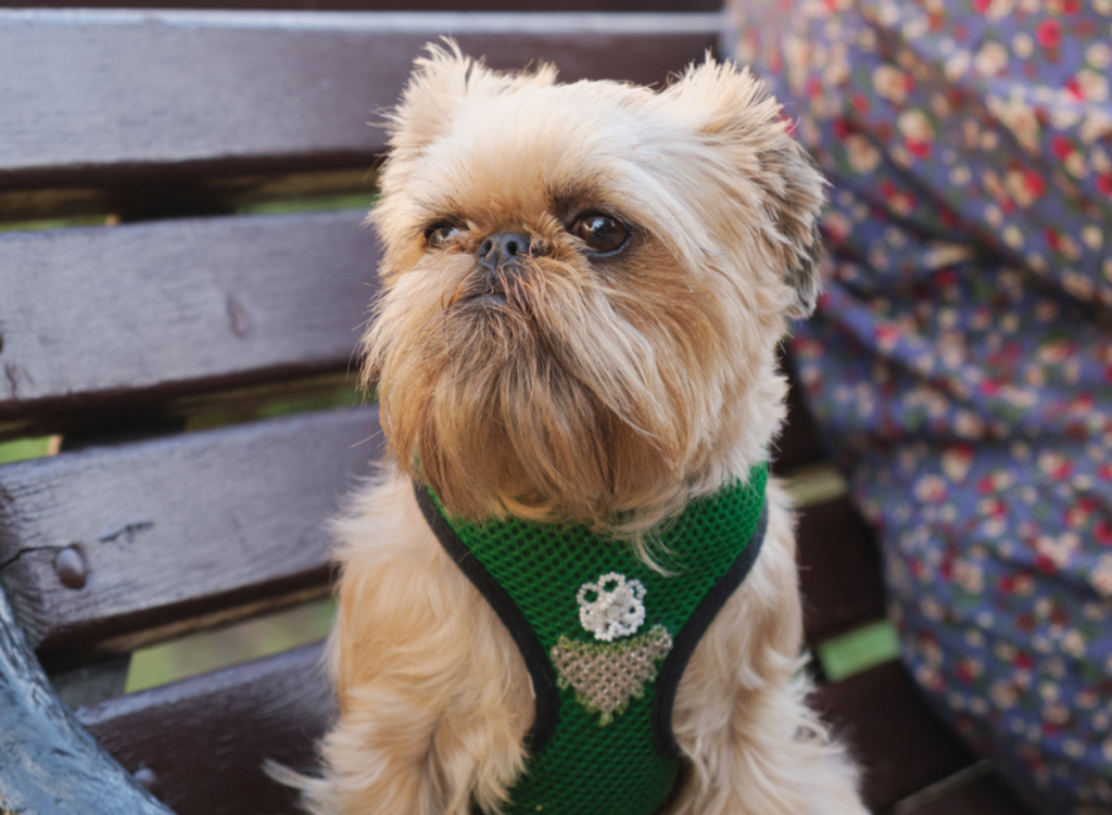 Brussels Griffon