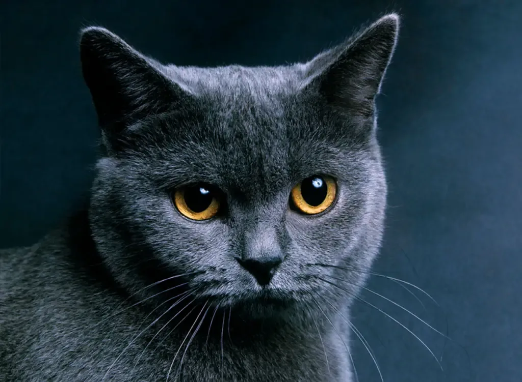 Chartreux cat