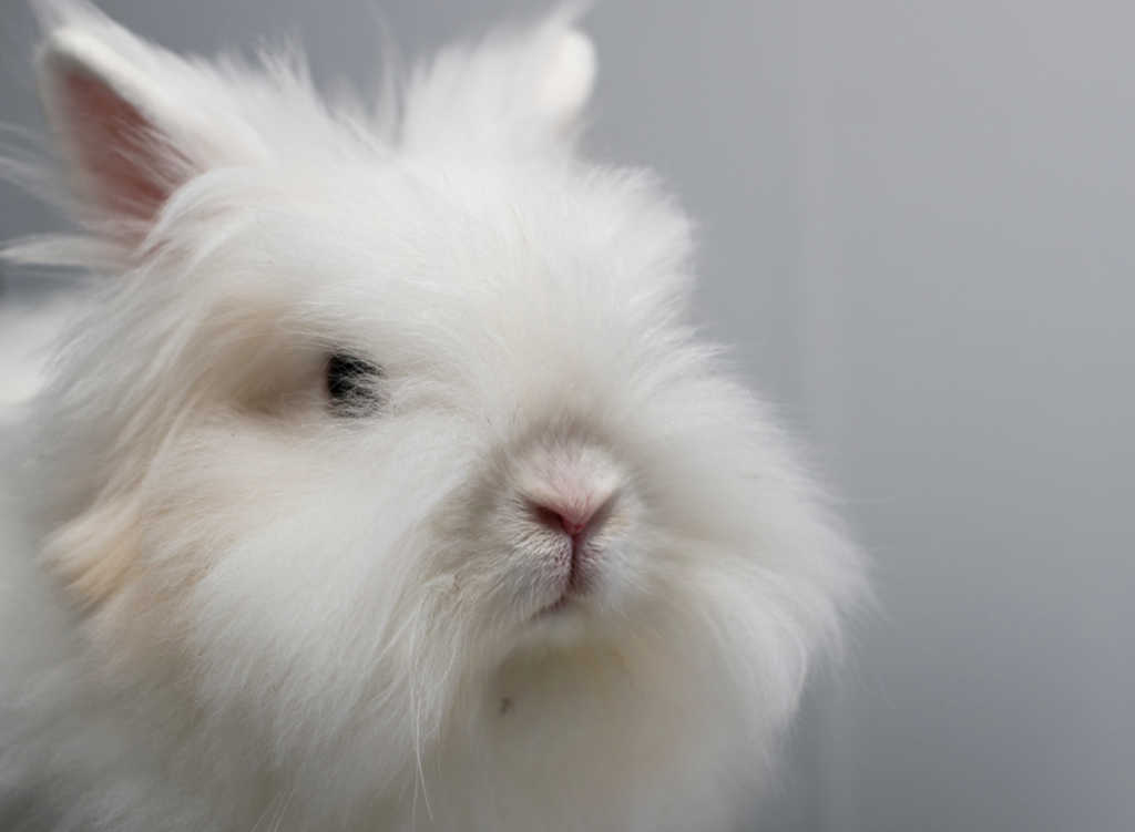 English Angora rabbit