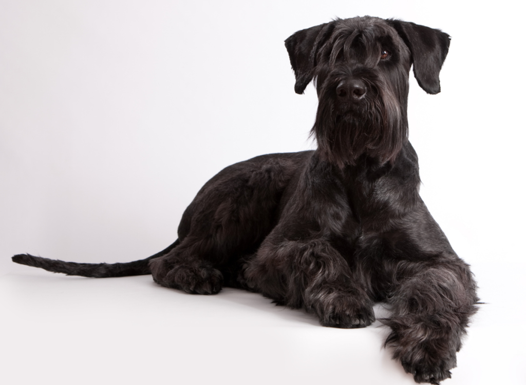 Giant Schnauzer