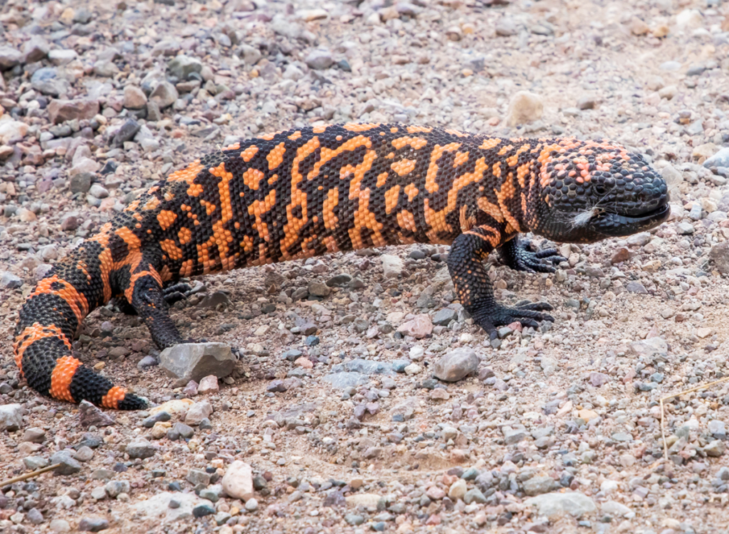 Gila monster