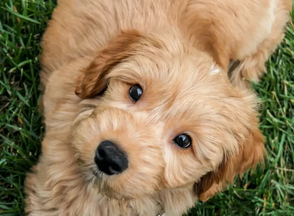  Goldendoodle puppy