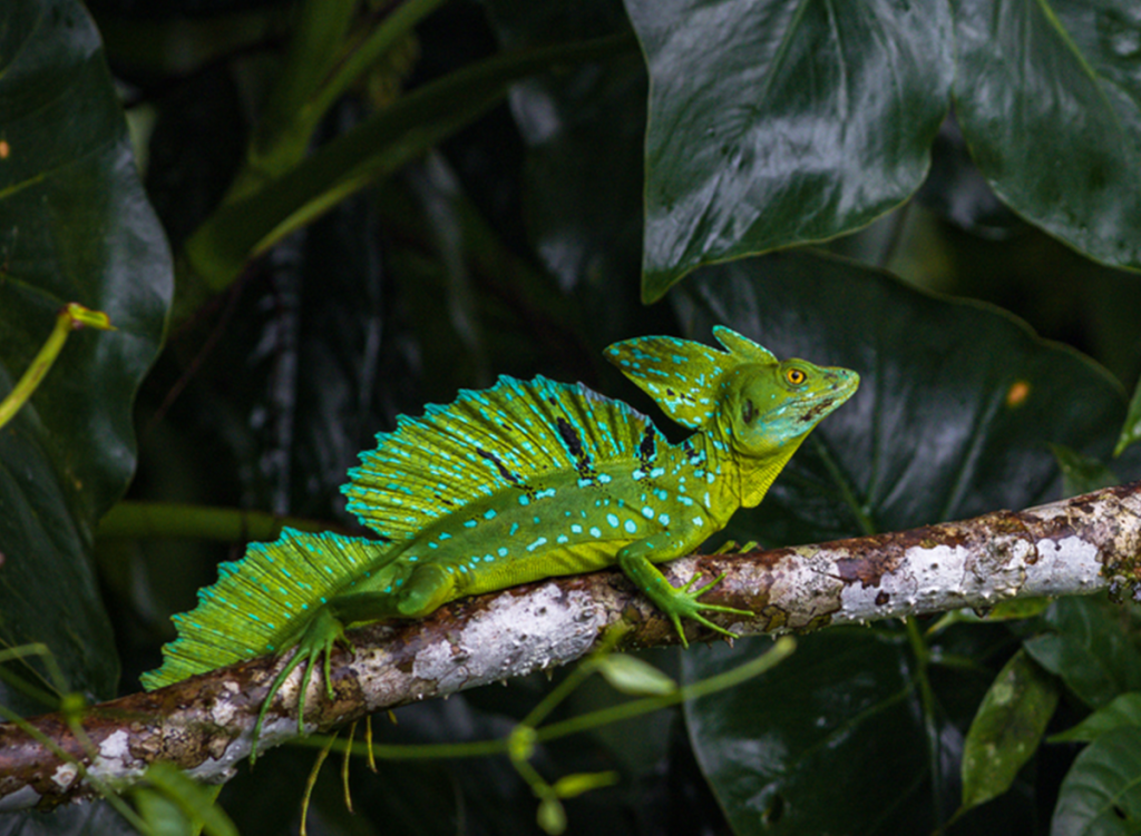 Green basilisk (Basiliscus plumifrons)