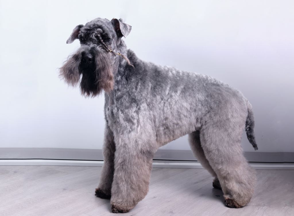 Kerry Blue Terrier