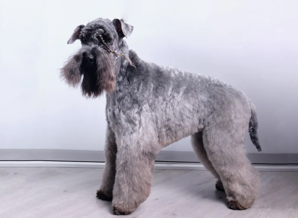 Kerry Blue Terrier