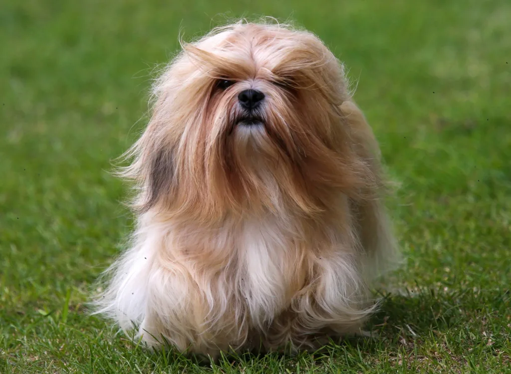 Lhasa Apso