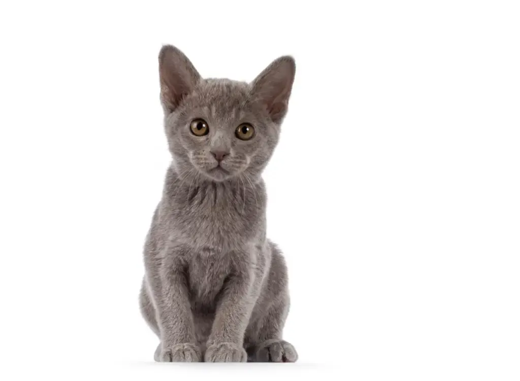 Lilac Burmese cat