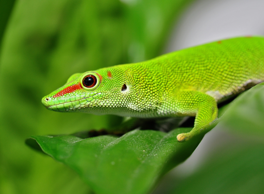 Madagascar day gecko