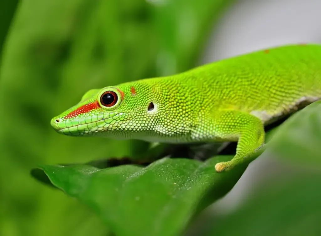 Madagascar day gecko