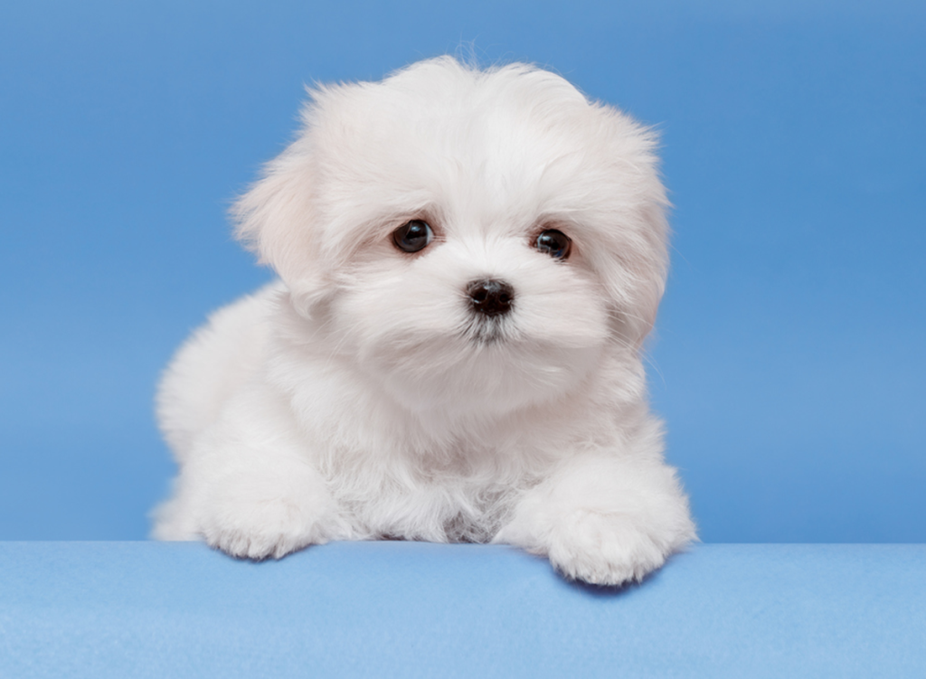 Maltese dog