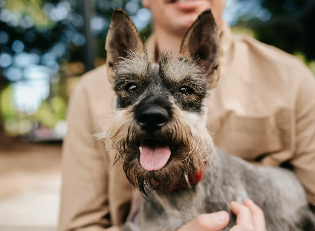 Miniature Schnauzer