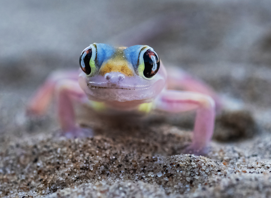 Namib sand gecko, colorful lizard