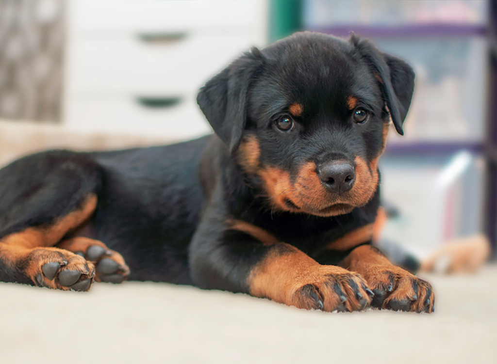 Rottweiler puppies