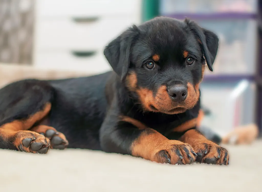 Rottweiler puppies