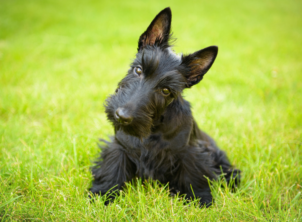 Scottish Terrier