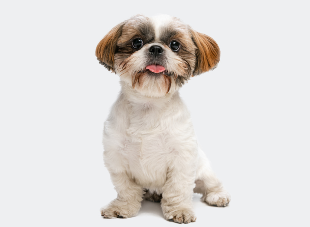 Shih Tzu