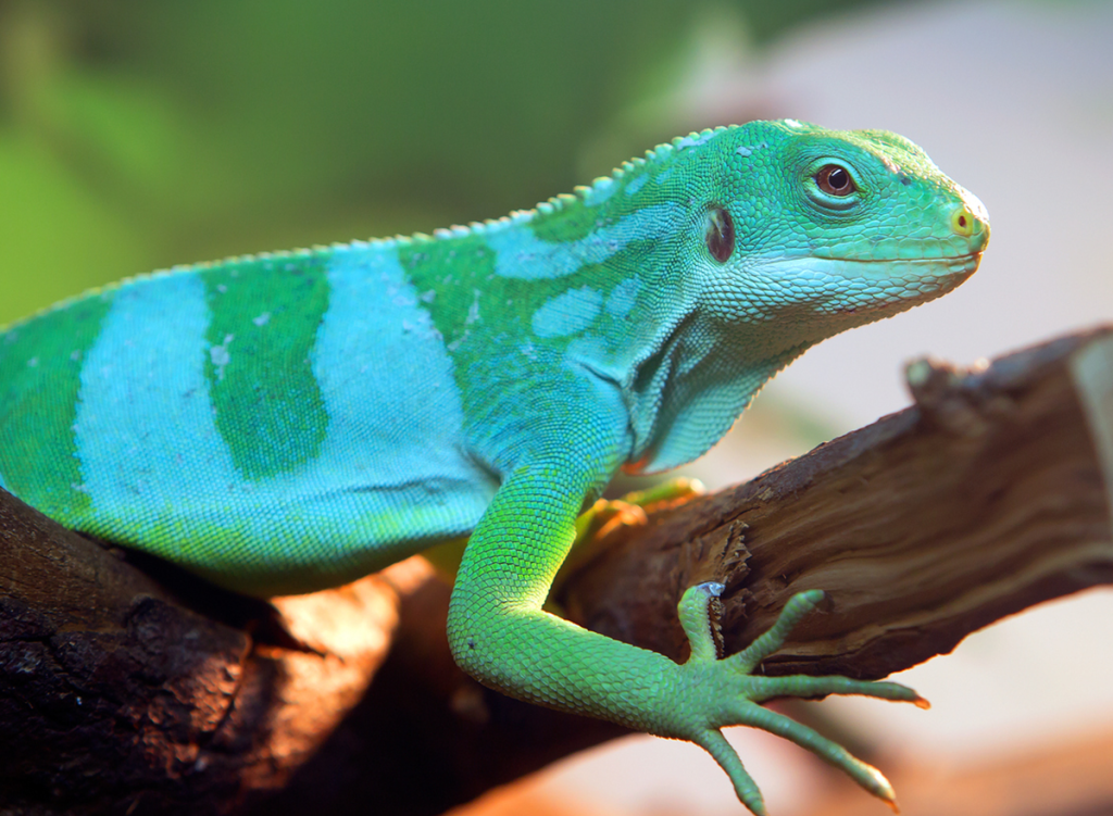 Striped Fijian iguana