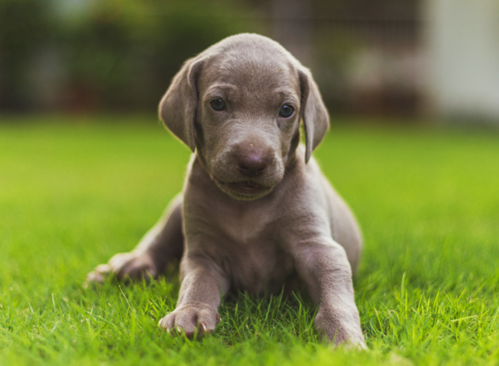 Weimaraner puppy