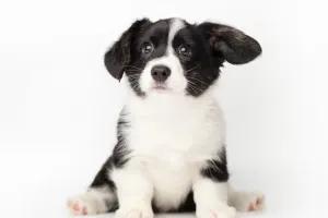 Top 10 Cutest Puppy Breeds