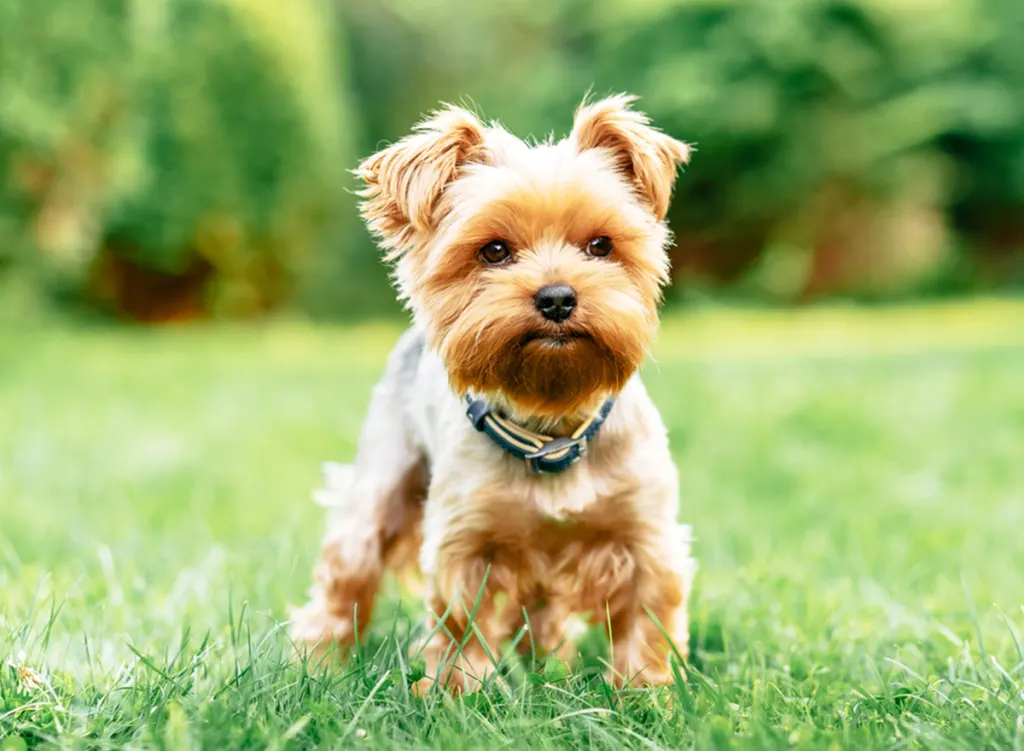 Yorkshire Terrier puppy