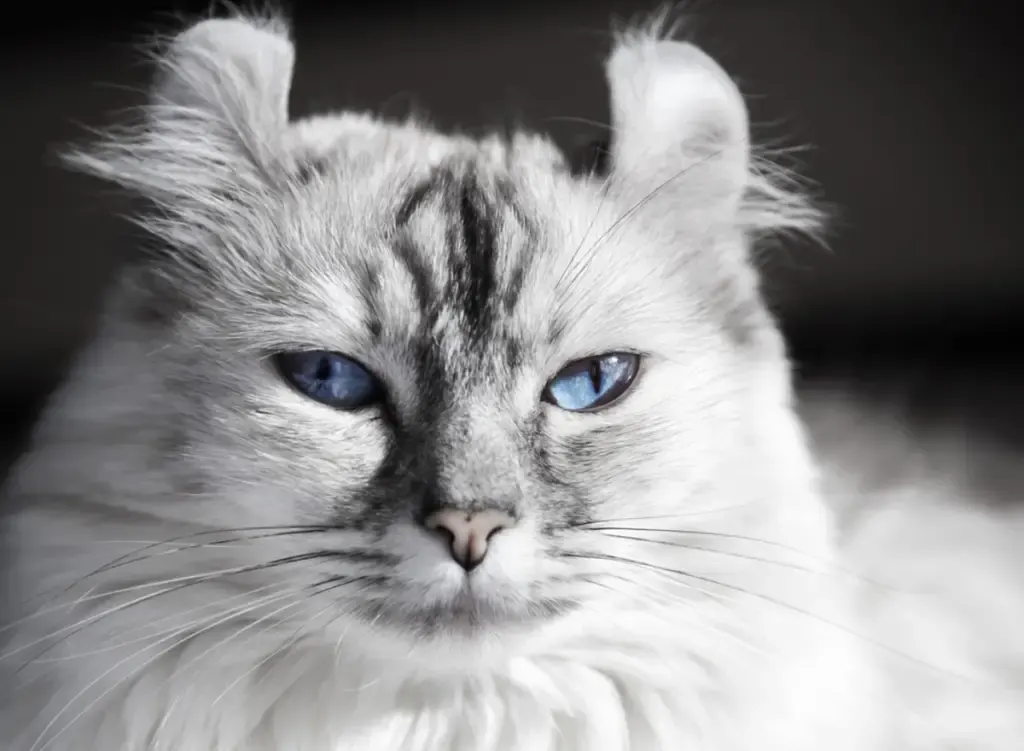 american curl cat