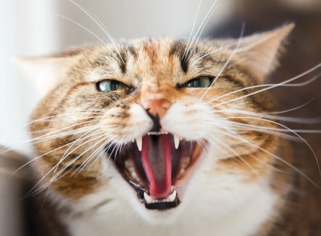 Angry cat hissing