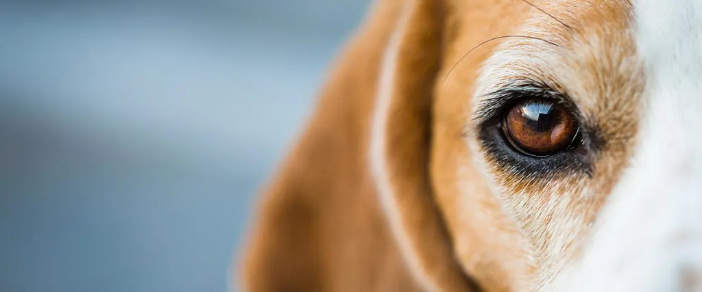 Close up of beagles eye