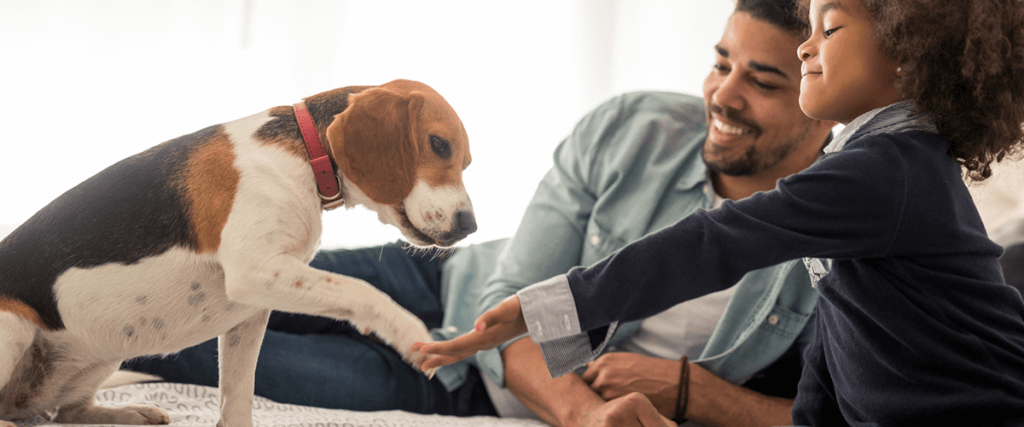 Beagle learning how to shake