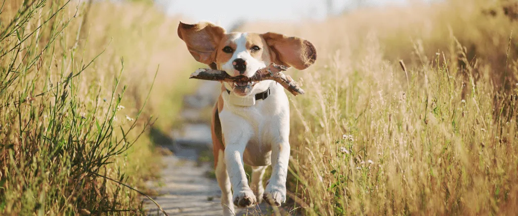 Beagle running with stick in mouth