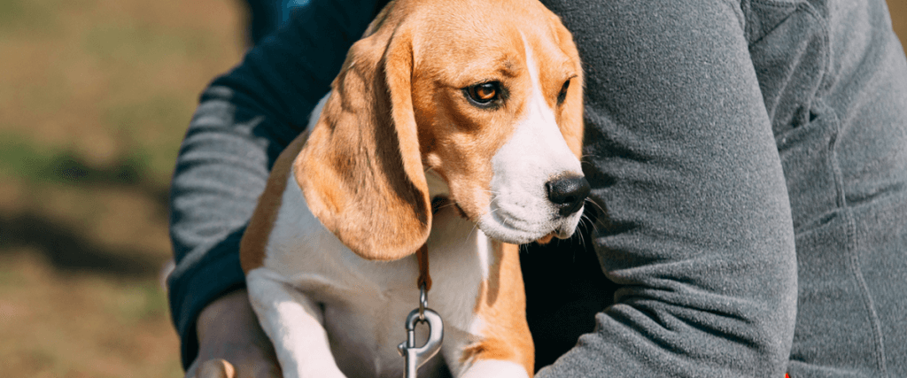 Beagle service dog