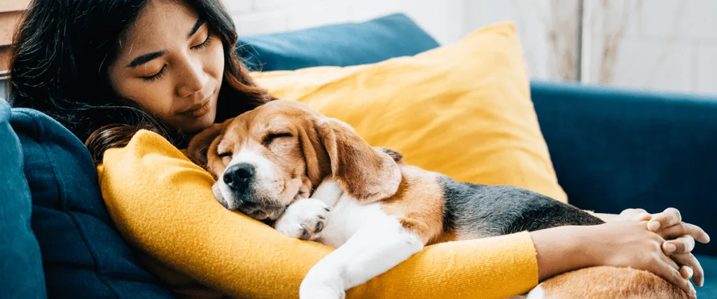 Beagle snuggling with owner