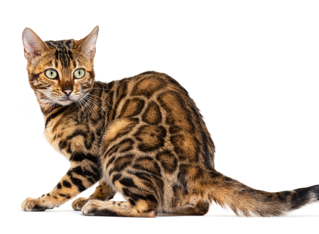 bengal cat