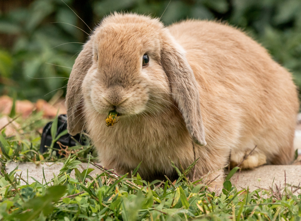 cashmere lop