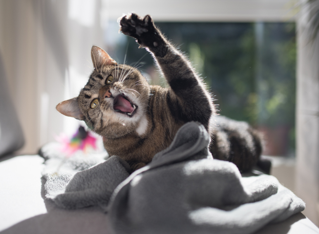 cat batting at owner