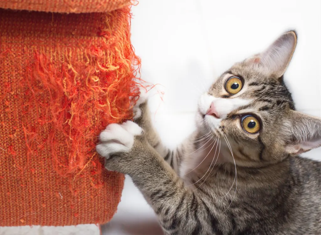 cat clawing on furniture