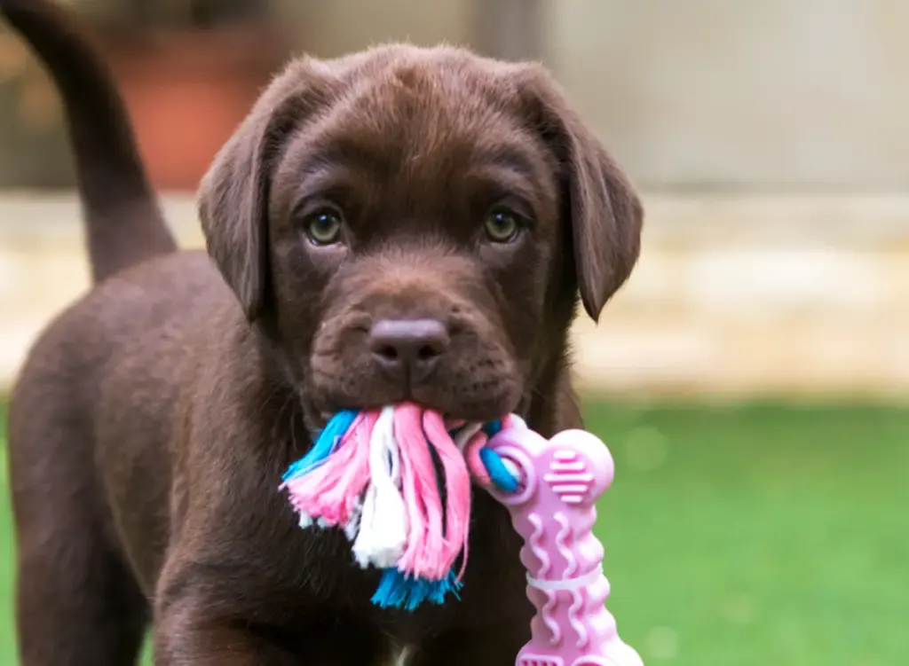 chocolate lab puppy