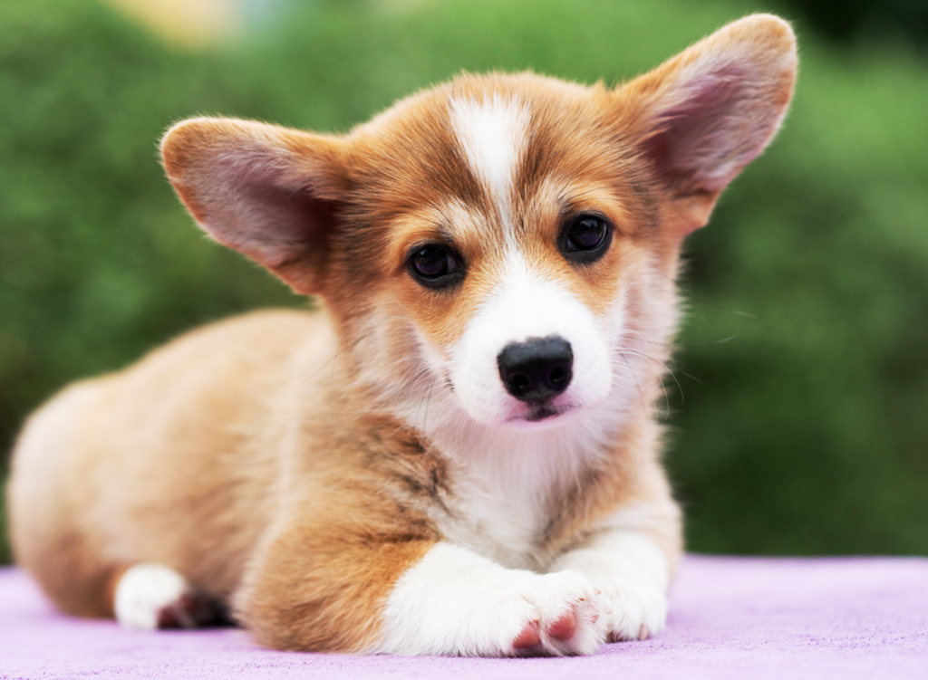 corgi puppy