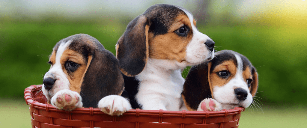 Cute baby beagles in a basket