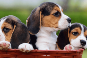 10 Fun & Playful Facts About Beagles