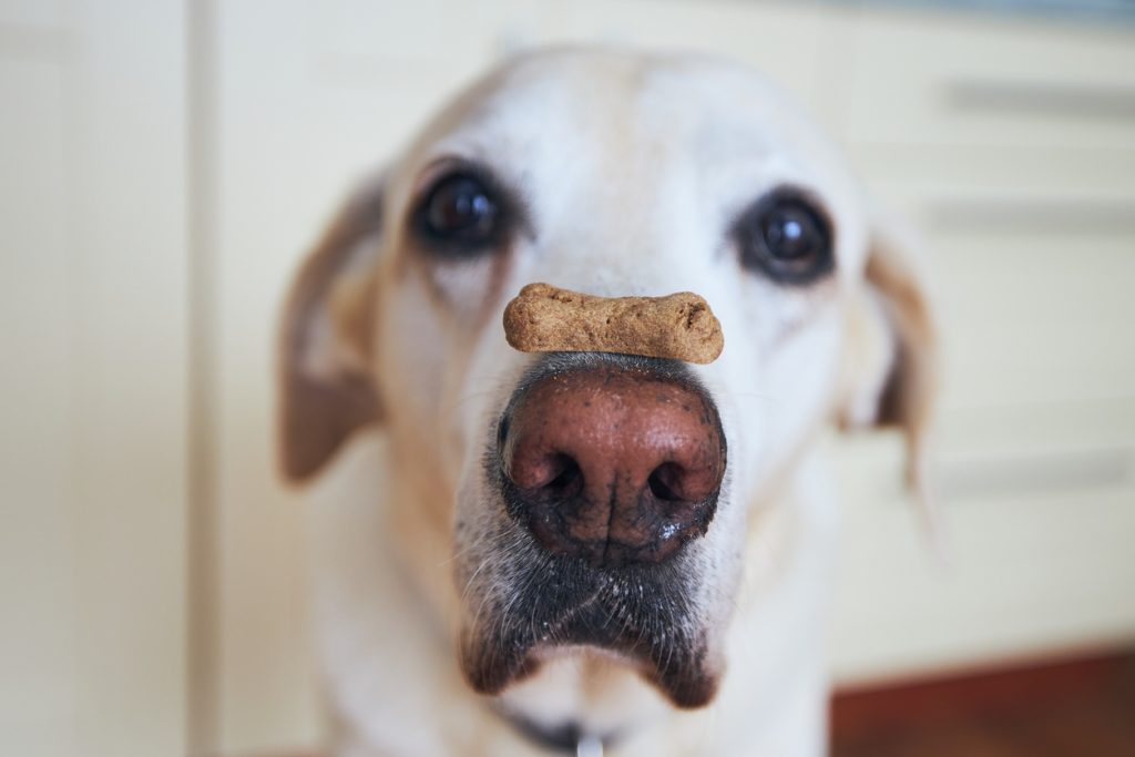 dog balancing treat on nose