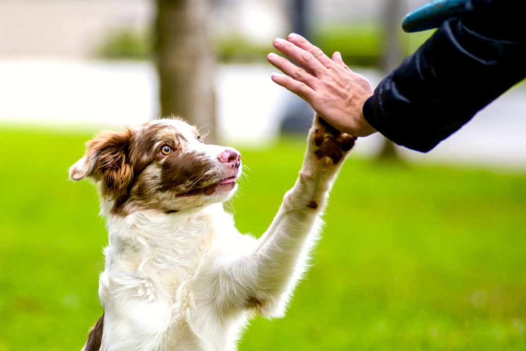 dog high fiving