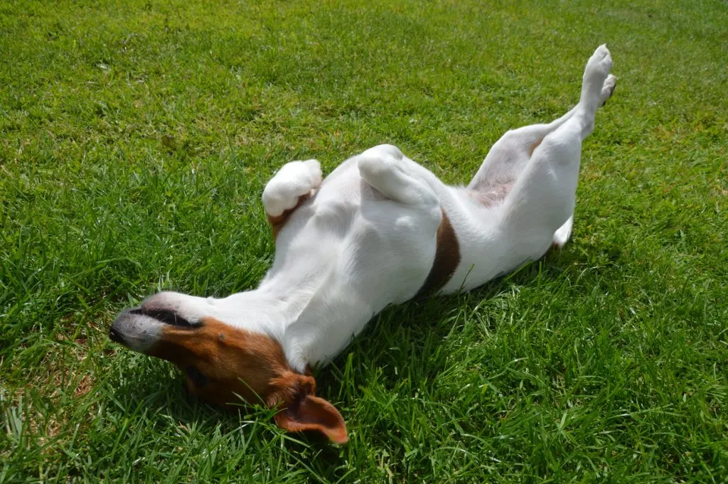 dog playing dead