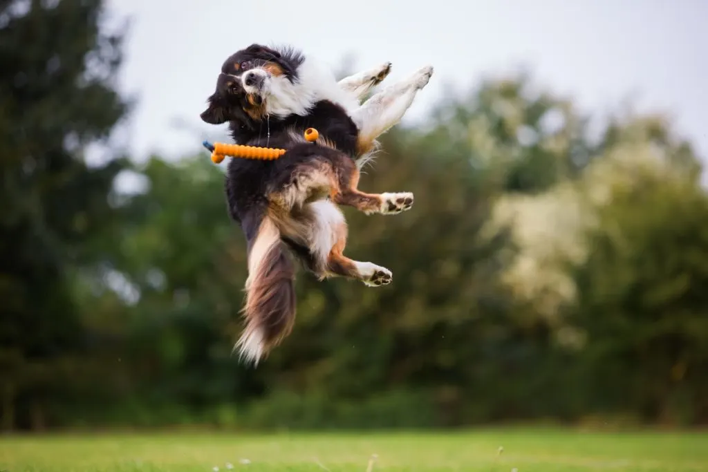 dog spinning