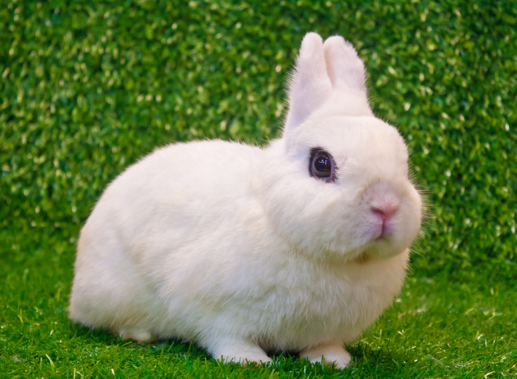 dwarf hoto rabbit