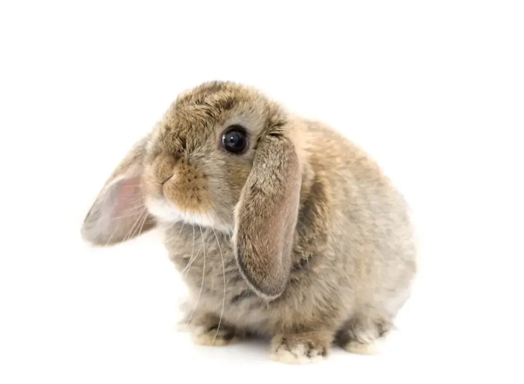 dwarf lop