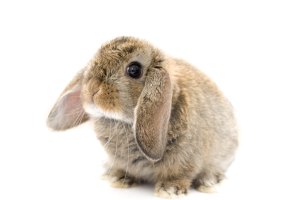 10 Adorable Dwarf Rabbits