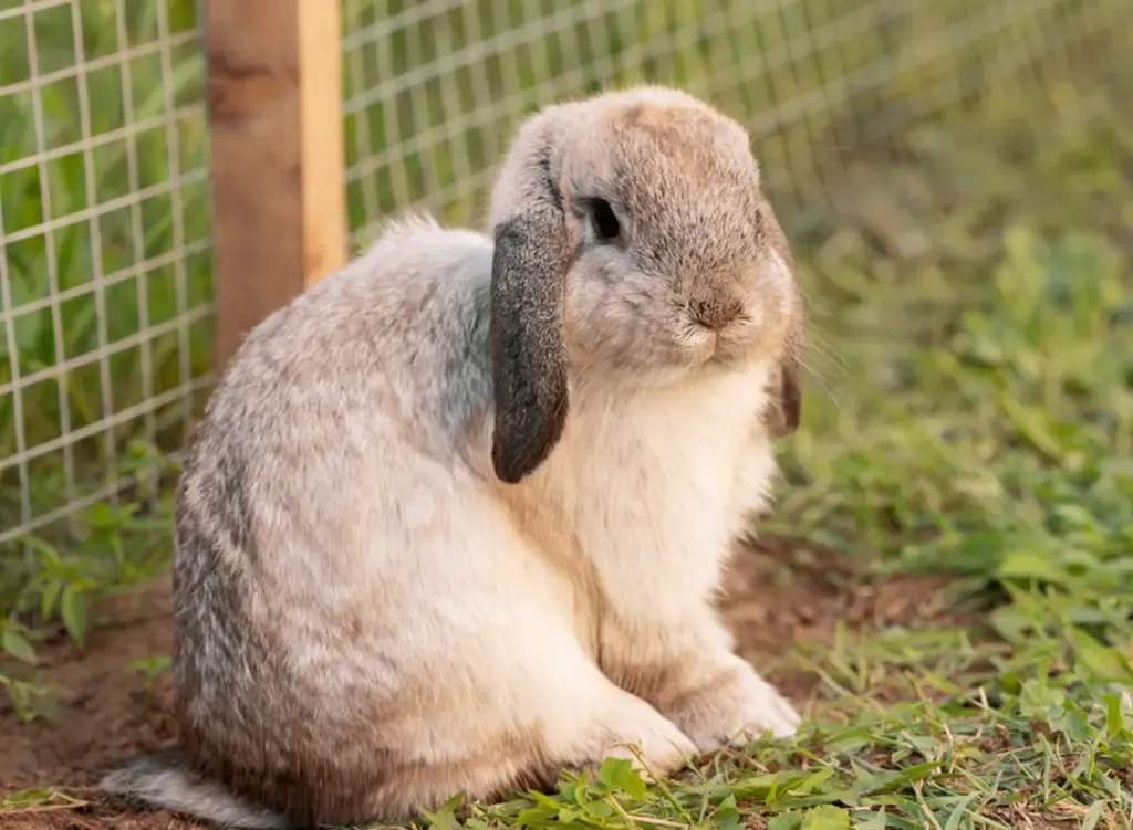 holland lop